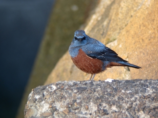 isohiyodori201901a.jpg