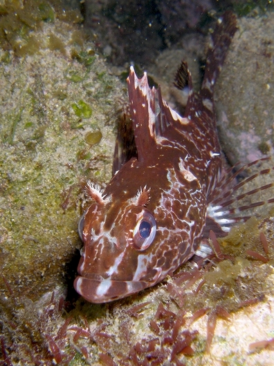 7 31 おでこさん コブダイ 淡路島の生き物たちブログ