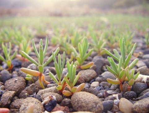 4 17 干潟の植物 淡路島の生き物たちブログ