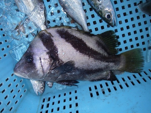 7 31 おでこさん コブダイ 淡路島の生き物たちブログ