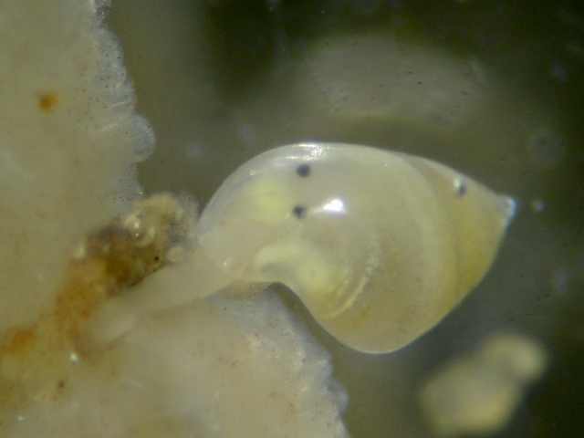 魚以外の海の生き物 4 淡路島の生き物たちブログ