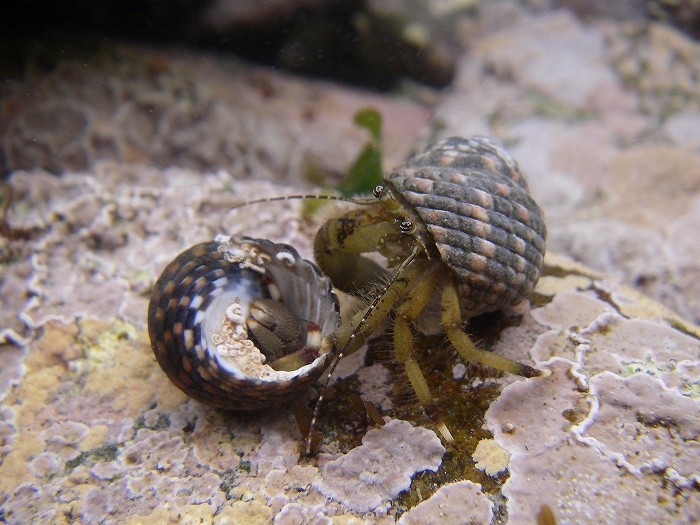 貝殻を持ち運んでいるホンヤドカリ 淡路島の生き物たちブログ