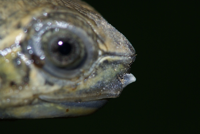 9 9 カメのツノ 卵嘴 淡路島の生き物たちブログ