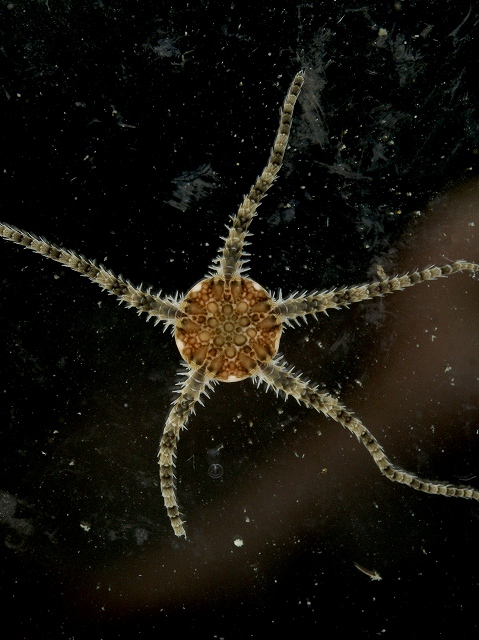 4/3 ヒトデ？（クシノハクモヒトデ）: 淡路島の生き物たちブログ